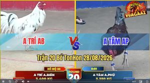 Trận 20 Tonhon 28/08/2026 – Anh Tâm Đưa Gà Bông Vào Đá Cái Bo Quá Khủng