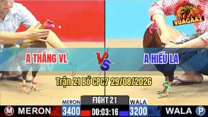 Trận 21 CPC7 29/08/2026 – Gà Anh Hiếu Đã Lì Đòn Còn Đâm Cựa Hiểm