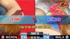 Trận 22 CPC2 31/08/2026 – Gà Cú Chân Vàng Đá Cựa Đâm Như Chỉa