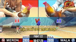 Trận 22 CPC7 29/08/2026 – Gà Xanh Không Cho Gà Đỏ Cơ Hội Nào