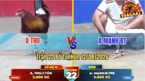 Trận 22 Tonhon 12/08/2026 – Gà Anh Thu Đá Đúng 3 Chân Có Kết Quả