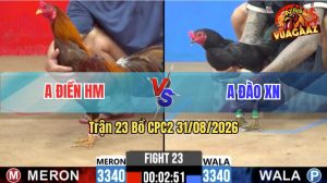 Trận 23 CPC2 31/08/2026 – Gà Ô Anh Đào Bất Ngờ Lật Kèo Thành Công
