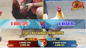 Trận 3 Tonhon 24/08/2026 – Gà Điều Anh Duol CPC Phản Kèo Quá Hay
