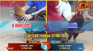 Trận 3 Tonhon 31/08/2026 – Gà Que Anh Mãi Đánh Bại Anh Duol CPC