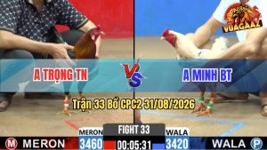 Trận 33 CPC2 31/08/2026 – Gà Điều Anh Trọng Đá Khôn Như Người Ta