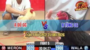 Trận 5 CPC2 31/08/2026 – Gà Bướm Anh Dú Đá Canh Chặn Quá Hay