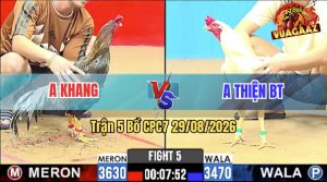 Trận 5 CPC7 29/08/2026 – Gà Anh Khang Đá Cái Bo Như Lấy Cây Đập