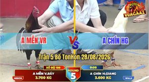 Trận 5 Tonhon 28/08/2026 – Gà Anh Mễn VR Đá Đúng Một Tay Nước