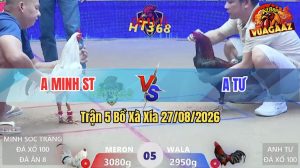 Trận 5 Xà Xía 27/08/2026 – Gà Điều Anh Tư Đá Như Phim Hồng Kông