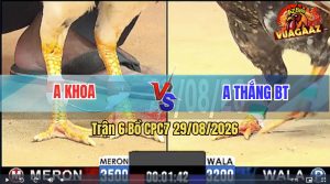 Trận 6 CPC7 29/08/2026 – Gà Bướm Anh Thắng Hô Đá Như Cái Máy Dập