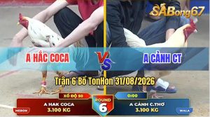 Trận 6 Tonhon 31/08/2026 – Anh Cảnh CT Hạ Anh Hắc Coca Nhanh Gọn