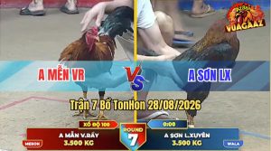 Trận 7 Tonhon 28/08/2026 – Gà Điều Đá Với Gà Que Thì Lấy Tiền Mua Xe