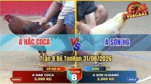 Trận 8 Tonhon 31/08/2026 – Anh Hắc Coca Đụng Phải Gà Úa Cọp