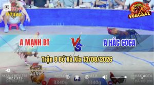 Trận 8 Xà Xía 13/08/2026 – Gà Khét Cọp Anh Mạnh Đá Đòn Như Búa Bổ