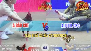 Trận 8 Xà Xía 27/08/2026 – Gà Úa Anh Doul CPC Đá Khôn Như Người Ta