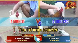 Trận 9 Tonhon 31/08/2026 – Gà Úa Hiệu Idol Minh ST Ra Sân Có Khác