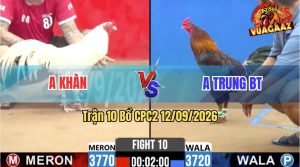 Trận 10 CPC2 12/09/2026 – Gà Bướm Anh Khàn Đá Toàn Đâm Cựa Khủng