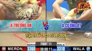 Trận 11 CPC2 01/09/2026 – Gà Bướm Canh Chặn Gặp Ngay Gà Úa Quá Tốc Độ