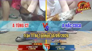 Trận 11 TonHon 14/09/2026 – Gà Bông Anh Hắc Coca Đá Cựa Đâm Như Phim
