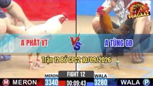 Trận 12 CPC2 10/09/2026 – Gà Bướm Anh Tùng Đá Toàn Đâm Cựa Hiểm