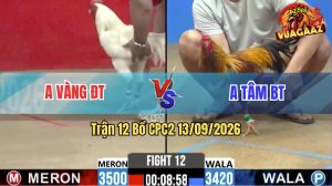 Trận 12 CPC2 13/09/2026 – Gà Khét Trên Màu Đá Gà Úa Chịu Không Nổi
