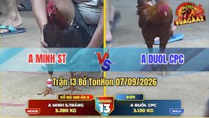 Trận 13 Tonhon 07/09/2026 – Gà Que Anh Minh Đá Cựa Đâm Như Đời Tới