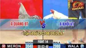 Trận 14 CPC2 08/09/2026 – Gà Cú Anh Quang Đâm Cây Ngay Lưng Quá Nghiệt