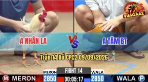 Trận 14 CPC2 09/09/2026 – Gà Que Nghệ Anh Tâm Đá Chân Nào Cũng Đâm