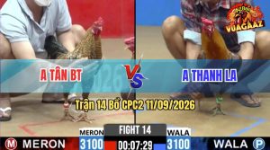 Trận 14 CPC2 11/09/2026 – Gà Cú Anh Tân Bươi Chà Như Cái Máy