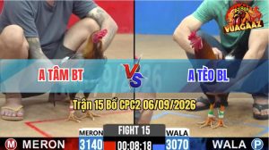 Trận 15 CPC2 06/09/2026 – Gà Xám Anh Tâm Đá Trong 1 Tay Nước
