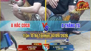 Trận 15 TonHon 14/09/2026 – Anh Hắc Coca Đụng Độ Với Anh Thắng TG