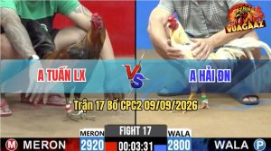 Trận 17 CPC2 09/09/2026 – Gà Bướm Anh Hải Đá Đòn Như Lấy Cây Đập