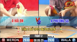 Trận 2 CPC2 06/09/2026 – Gà Điều Anh Phương Đá Mấy Chân Lụm Tiền