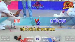 Trận 2 Xà Xía 10/09/2026 – Anh Hắc Coca Hạ Anh Tư Nhanh Gọn