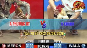 Trận 20 CPC2 09/09/2026 – Gà Bướm Anh Khanh Đá Cựa Đâm Như Chỉa