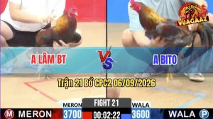 Trận 21 CPC2 06/09/2026 – Gà Xám Anh Bito Đá Khôn Khéo Như Người
