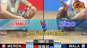 Trận 22 CPC2 07/09/2026 – Gà Anh Tùng Đá Cựa Đâm Như Cái Máy