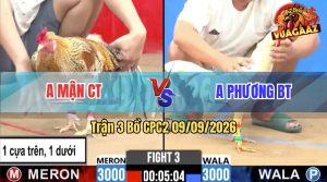 Trận 3 CPC2 09/09/2026 – Gà Cú Anh Mận Đá Cựa Đâm Như Chỉa