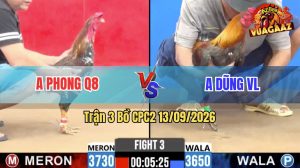 Trận 3 CPC2 13/09/2026 – Gà Xám Anh Dũng Đá Khôn Như Người Ta