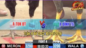 Trận 4 CPC2 10/09/2026 – Gà Anh Ton ĐT Có Chân Cựa Chí Mạng