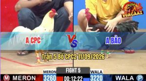 Trận 5 CPC2 11/09/2026 – Gà Điều Anh Bảo Có Pha Lật Kèo Quá Hay