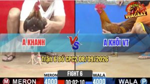Trận 6 CPC2 08/09/2026 – Gà Khét Anh Khôi Đá Cựa Đâm Dính Như Keo