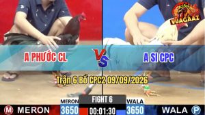 Trận 6 CPC2 09/09/2026 – Gà Điều Anh Phước Đá Đòn Cựa Quá Hiểm