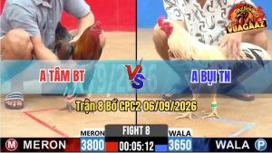 Trận 8 CPC2 06/09/2026 – Gà Bướm Anh Bụi Đá Toàn Đâm Đầu Cần