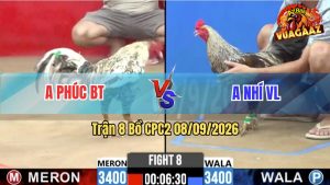 Trận 8 CPC2 08/09/2026 – Gà Cú Anh Nhí Đá Châm Nhưng Chắc Cựa