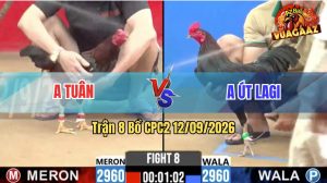 Trận 8 CPC2 12/09/2026 – Gà Anh Út Lagi Đá Cựa Đâm Như Đời Tới