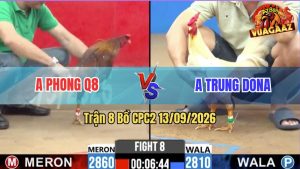 Trận 8 CPC2 13/09/2026 – Gà Điều Anh Phong Đá Gà Bướm Như Con