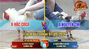 Trận 8 Tonhon 07/09/2026 – Anh Hắc Coca Lụm Nhẹ Cái Xổ 500 Triệu
