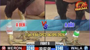 Trận 9 CPC2 06/09/2026 – Gà Anh Đen Đá Cựa Đâm Như Chỉa