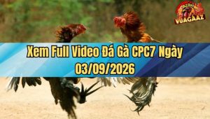 Xem Full Video Đá Gà CPC7 Ngày 3/9/2026 Trên Vua Gà AZ